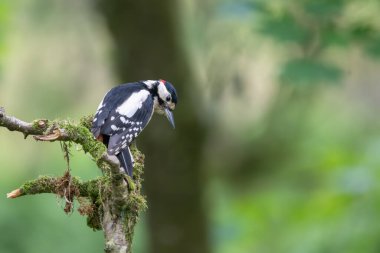 Great spotted woodpecker, Dendrocopos major, perched on a tree branch clipart