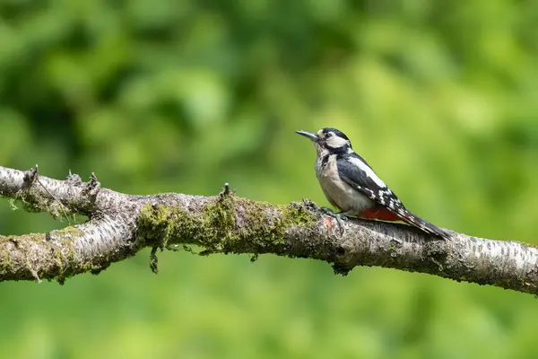 stock image Female Great spotted woodpecker, Dendrocopos major, perched on a branch