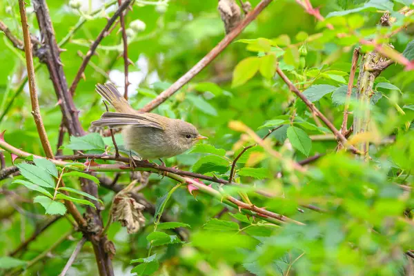 stock image Fledgling Willow warbler, Phylloscopus trochilus, perched on a branch