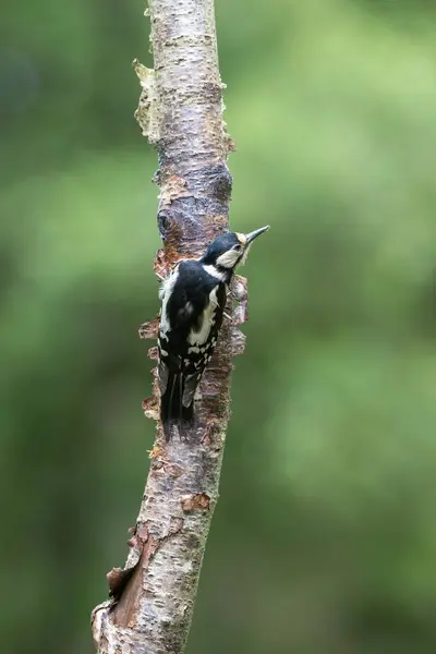 stock image Female Great spotted woodpecker, Dendrocopos major, climbing a tree stump