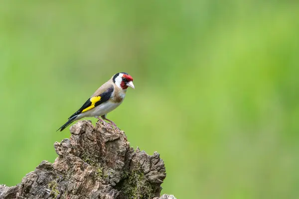 stock image Male Goldfinch, Carduelis carduelis, perched on a dead tree stump