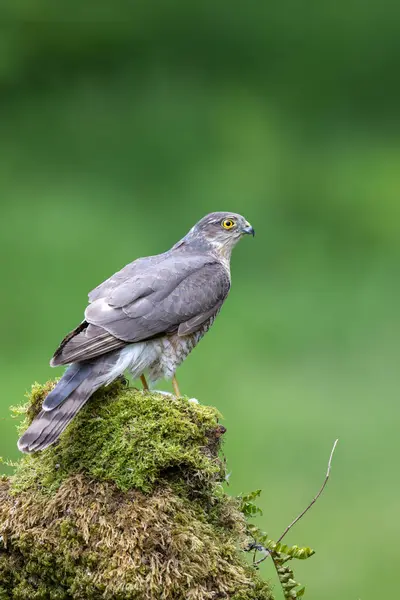 stock image Eurasian Sparrowhawk,Accipiter nisus, perched on a moss covered tree stump