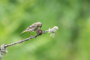 Female Siskin, Spinus spinus, perched on a lichen coverd twig clipart