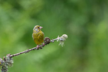 Yeşil ispinoz, kloris kloris, liken dalına tünemiş.