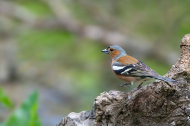Erkek Chaffinch, Fringilla Coelebs, ölü bir ağaç kütüğüne tünemiş.