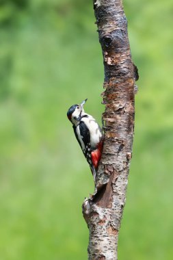 Male Great spotted woodpecker, Dendrocopos, climbing a tree stump clipart