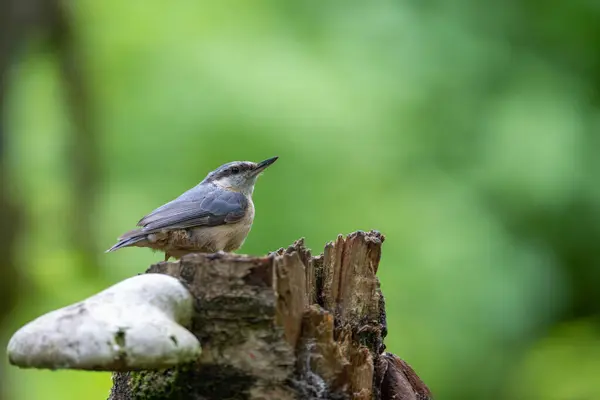 Nothatch, Sitta europaea, ölü bir ağaç kütüğüne tünemiş.