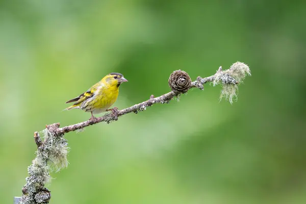 Erkek Siskin, Spinus spinus, bir dala tünemiş