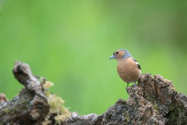 Erkek Chaffinch, Fringilla Coelebs, ölü bir ağaç kütüğüne tünemiş.