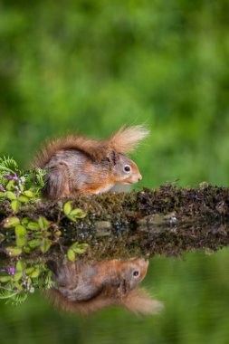 Red Squirell, Sciurus vulgaris, havuzun kenarında, suda yansıyor.