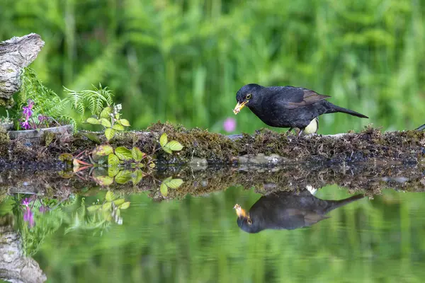 stock image Eurasian blackbird, Turdus merula, perched at a pool, reflection