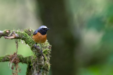 Yaygın erkek Redstart, Phoenicurus Phoenicurus, yosun kaplı bir dala tünemiş.