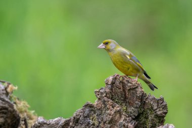 Greenfinch, Chloris chloris, perched on a dead tree stump clipart