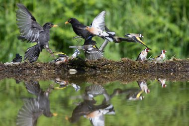Blackbirds, Turdus merula, and Chaffinches, Fringilla coelebs, at side of a pool, Taking flight. Reflections in the pool clipart