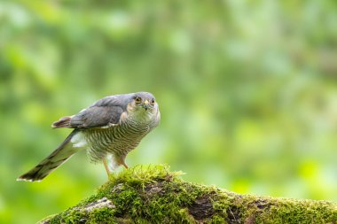 Eurasian Sparrowhawk,Accipiter nisus, perched on a moss covered branch clipart