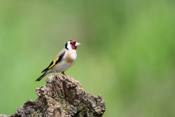 stock image Male Goldfinch, Carduelis carduelis, perched on a dead tree stump