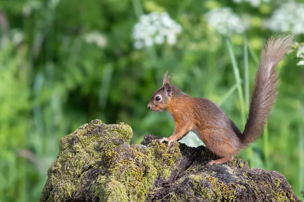 İki kırmızı sincap, Sciurus vulgaris, havuzun kenarında, suda yansıyor.