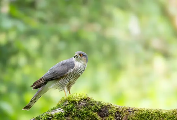 Avrasya Atmaca 'sı, Accipiter Nisus, yosun kaplı bir dala tünemiş.
