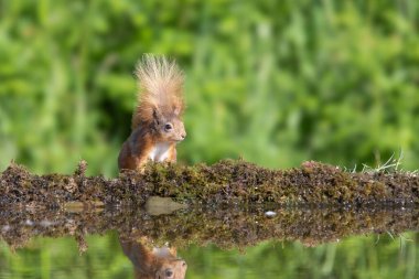 Red Squirell, Sciurus vulgaris, at the side of a pool, reflection in the water clipart