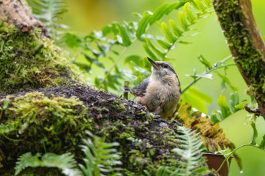 Nuthatch, Sitta europaea, perched in a tree clipart