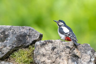 male Great spotted woodpecker, Dendrocopos major, perched on a stone wall clipart