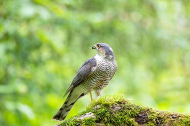 Eurasian Sparrowhawk,Accipiter nisus, perched on a moss covered branch clipart