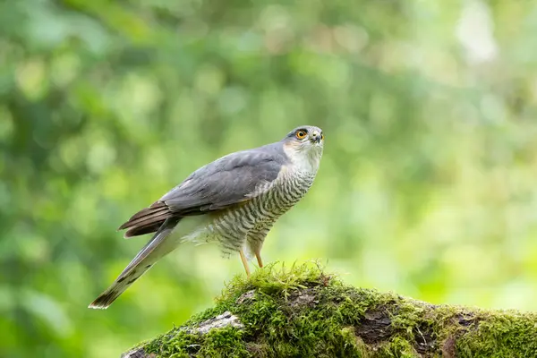stock image Eurasian Sparrowhawk,Accipiter nisus, perched on a moss covered branch