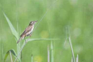 Sedge Warbler, Acrocephalus schoenobaenus, perched on a reed stem clipart