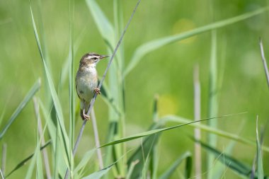 Sedge Warbler, Acrocephalus schoenobaenus, sazlığa tünemiş.