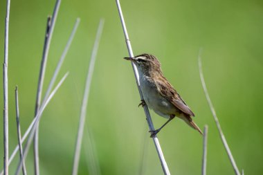 Sedge Warbler, Acrocephalus schoenobaenus, sazlığa tünemiş.
