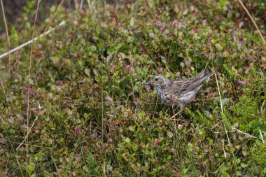 Meadow Pipit, Anthus pratensis, yiyecek topluyor.