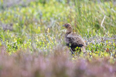 Red Grouse, Lagopus lagopus, fundalıkların arasında.