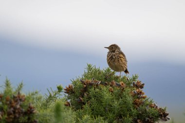 Meadow Pipit, Anthus pratensis, bir çalılığa tünemişti.
