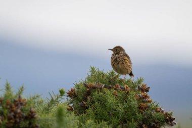 Meadow Pipit, Anthus pratensis, perched on a gorse bush clipart