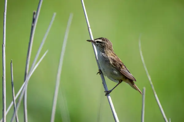 Sedge Warbler, Acrocephalus schoenobaenus, sazlığa tünemiş.