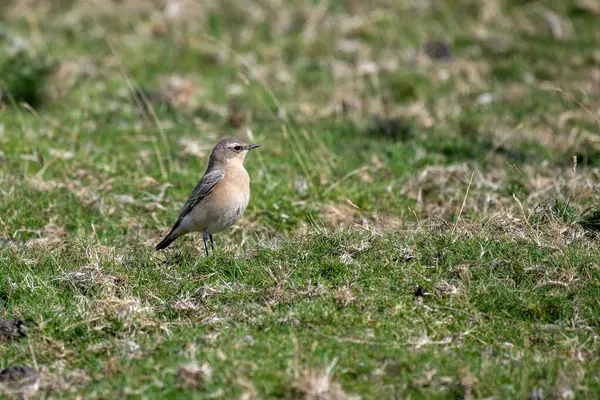 stock image Female Norther wheatear, Oenanthe oenanthe, walking on grass