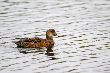 Female Wigeon, Anas penelope, swimming on a lake clipart