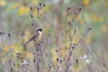 Erkek Taş Sohbeti, Saxicola Rubecola, bir çalılığa tünemiş