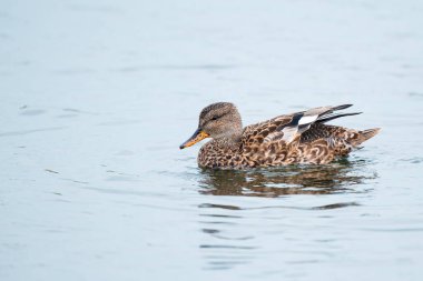 Dişi Gadwall, Mareca Strepera, gölde yüzüyor..