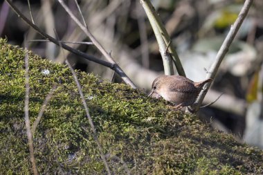 Wren, Troglodit trogloditleri, yosun kaplı ağaç gövdesini arıyorlar.
