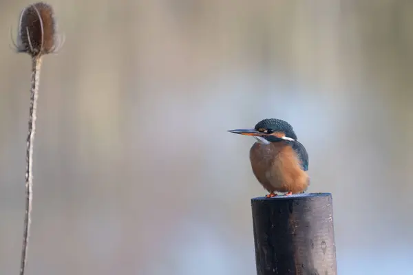 Dişi Kingfisher, Alcedo athis, bir dala tünemiş.