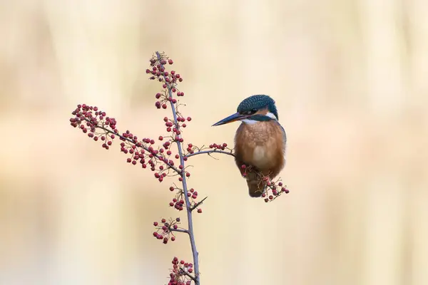 Dişi Kingfisher, Alcedo athis, bir dala tünemiş.