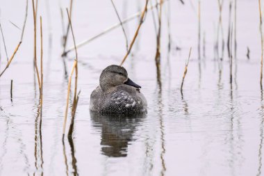 Dişi Gadwall, Mareca Strepra, gölde yüzüyor.