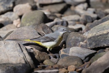 Gri Wagtail, nehirdeki taşların arasında avlanıyor.