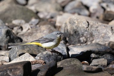 Gri Wagtail, nehirdeki taşların arasında avlanıyor.