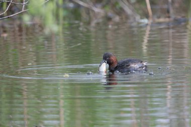 Küçük Grebe, Taşibaaptus Ruficolis, bir balık yakalayıp yiyor.