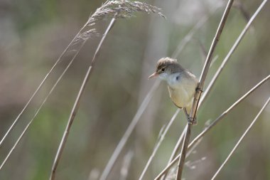 Reed Warbler, Acrocephalus scipacceus, bir sazlığa tünemiş.
