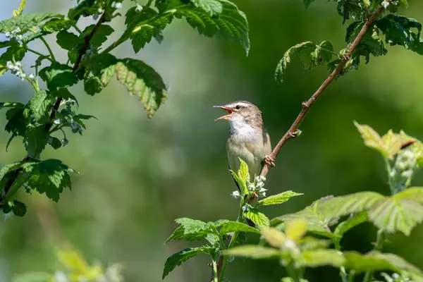 Sedge Warbler, bir dal parçasına tünemiş