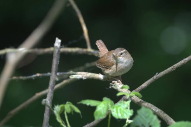 Avrasya kırbacı, bir dal üzerine tünemiş