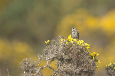 Meadow Pipit, bir çalılığın tepesine tünemiş.